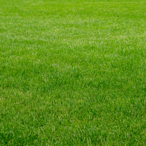 Etablering af græsplæne Villa Turf AC STUB